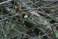 Commiphora wightii